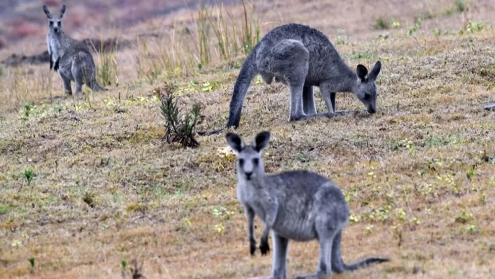 Sacrifican a canguros para evitar que mueran de hambre