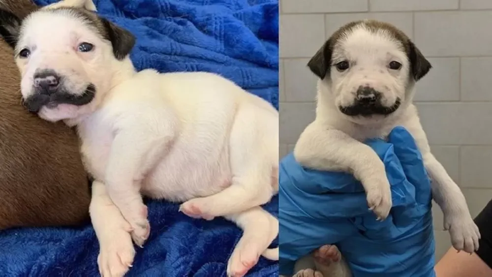 La perrita que es furor en las redes por su “bigote”