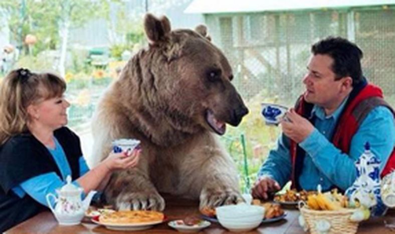 ¿La mascota? Un oso