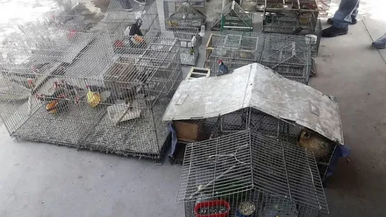 Secuestraron casi 80 aves y hasta un mono en distintos allanamientos