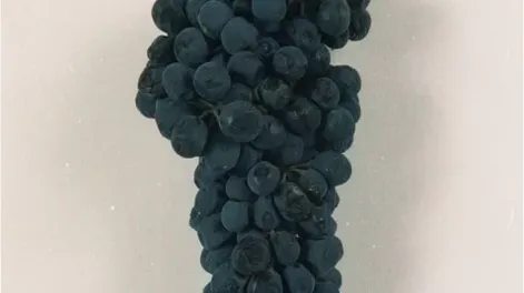 Un 11% más de uva en el país, y repunte del 23% en Mendoza