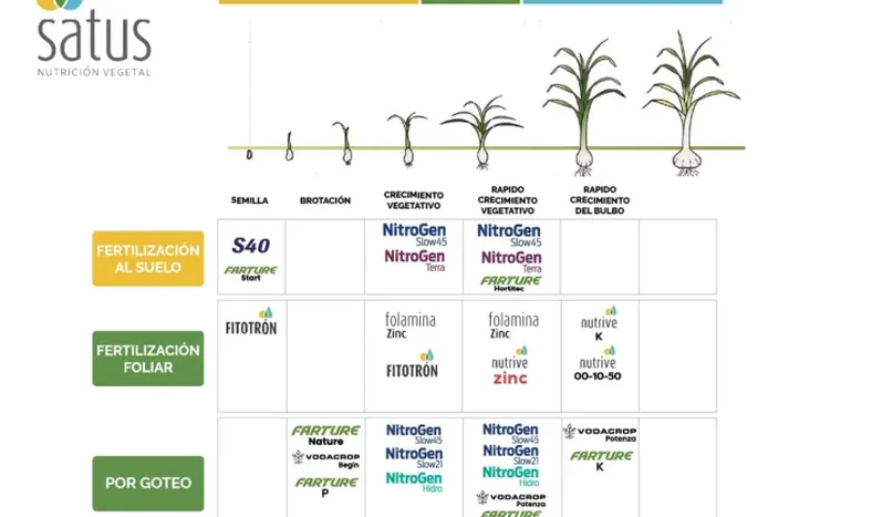 Planes de fertilización para cultivos de ajos y cebollas
