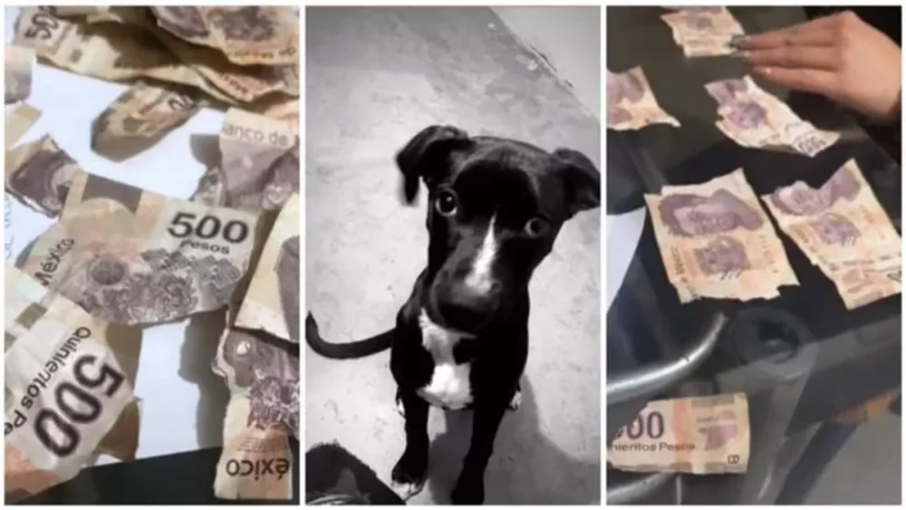 Reír para no llorar: dos perros destrozaron los ahorros de su dueña