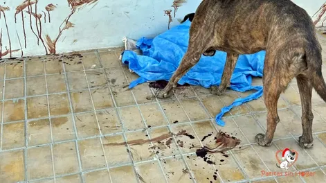 Rapto de locura: un hombre que comía en un restorán, acuchilló y mató a un perro que merodeaba en la vereda