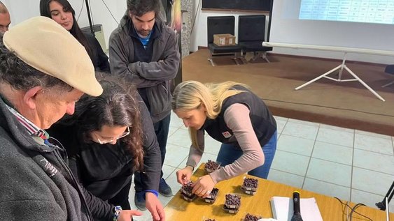 nuevas variedades de uva sin semilla del inta conquistan el mercado local e internacional