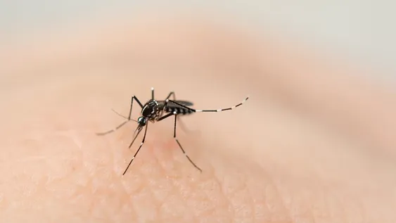 Confirmado: detectaron un caso de dengue autóctono en San Luis