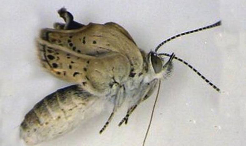 Mariposas  mutantes por la radiación