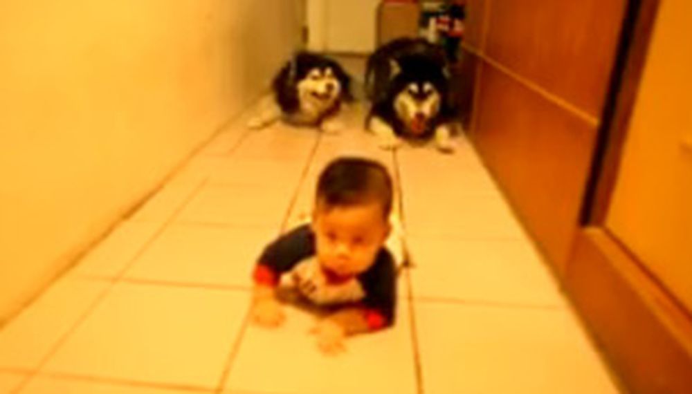 Cherutti, un poroto