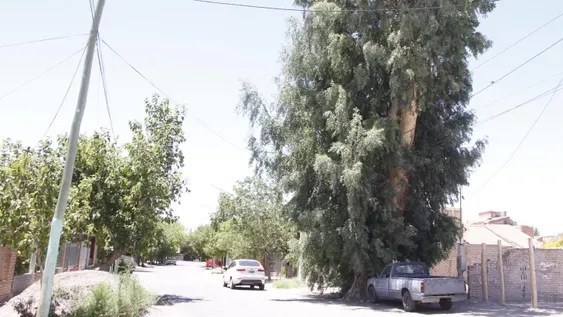 Temor vecinal por árbol de 40 metros de altura y que está en riesgo de caer