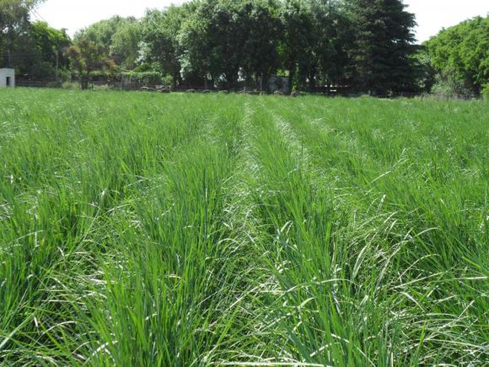 FAUBA anuncia una nueva forrajera que se adapta a los suelos salinos