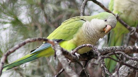 La futura resolución provincial establecerá el marco legal para el manejo de la especie.