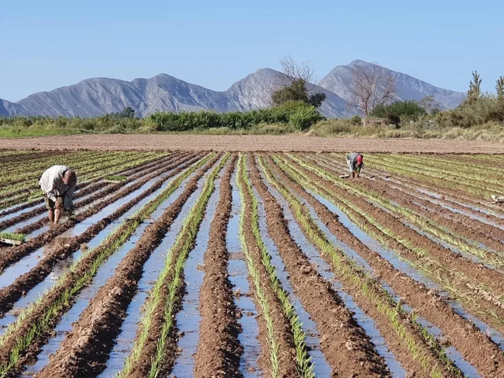 Sequía: Hidráulica y productores acordaron 112 días corridos donde no se entregará agua para riego