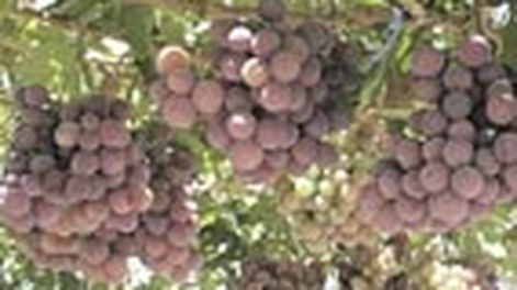 Comenzó la recolección de uvas de mesa de las serranías tempranas