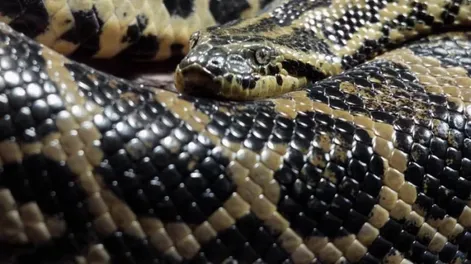 Tres ciclistas lucharon con una anaconda que intentaba comerse a su perro
