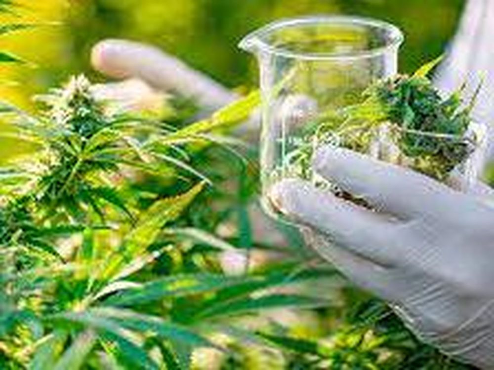 El Gobierno reglamentó la ley de cannabis: se podrá producir y consumir desde alimentos hasta cosméticos