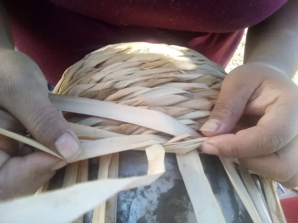 Totora, la materia prima sanjuanina que resiste