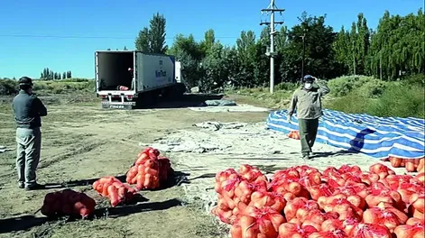 Diario de Cuyo | f1p4verde 728x582.webp