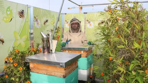 Estudian cómo preservar a las abejas en ciudades