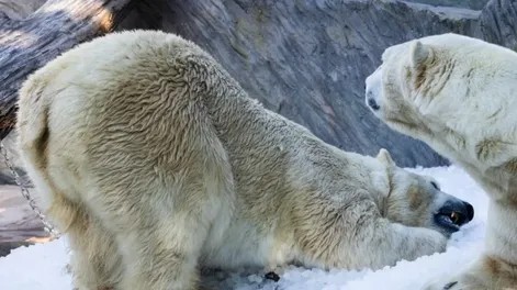 Un zoológico pide mascotas de los vecinos para alimentar a sus animales