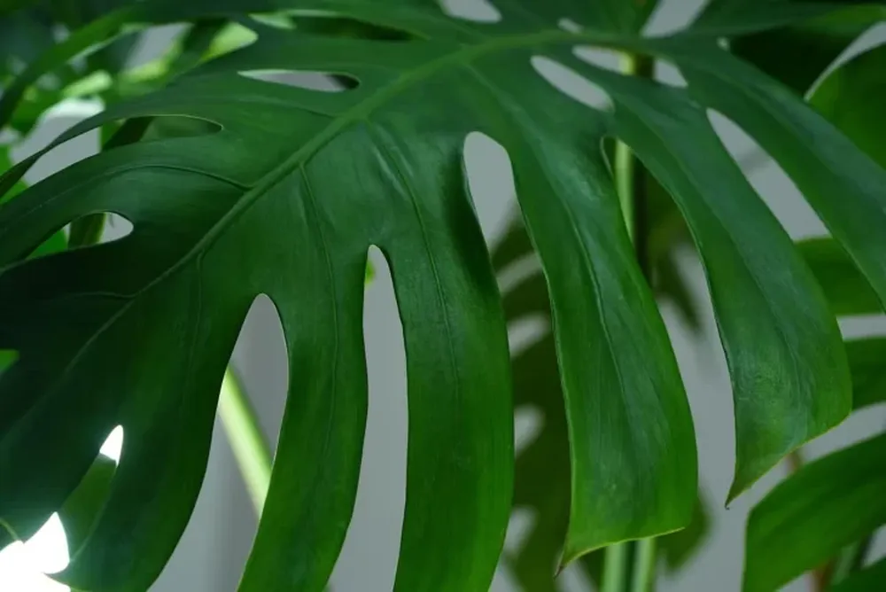 Un método para fomentar el crecimiento de las plantas trepadoras.