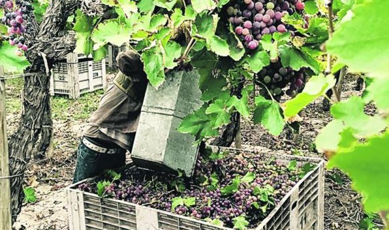 Mostera local recolectó el 84% de la uva con cosecha asistida