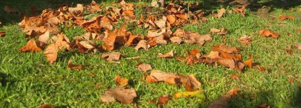 ¡Bello otoño!