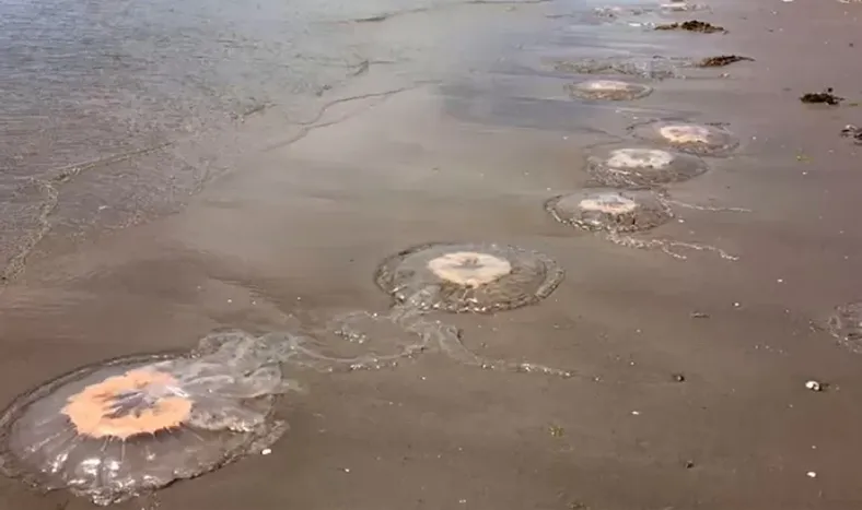 Se incrementó la cantidad de aguavivas en la costa argentina. (Foto ilustrativa)