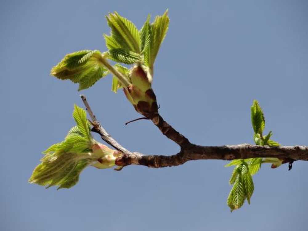 Brotes de esperanza