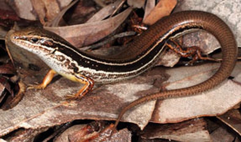 Un nuevo lagarto