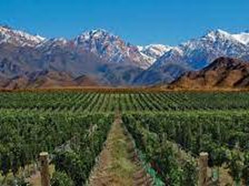 Un importante productor mundial de vinos prevé una fuerte caída en la cosecha de uva