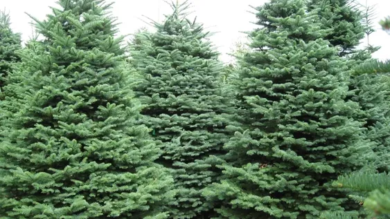 El verdadero árbol de Navidad