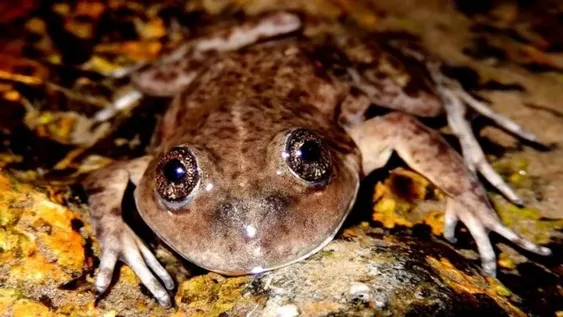 Un argentino ganó el “Óscar verde” por su labor en la preservación de una ranas en peligro de extinción