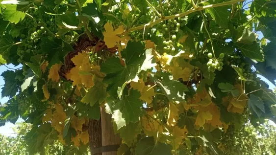 Viñateros quieren hasta $100 por kilo de uva, y cuotas que se ajusten por inflación