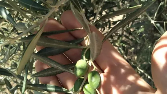 Importancia de la fertilización poscosecha o “de reserva”