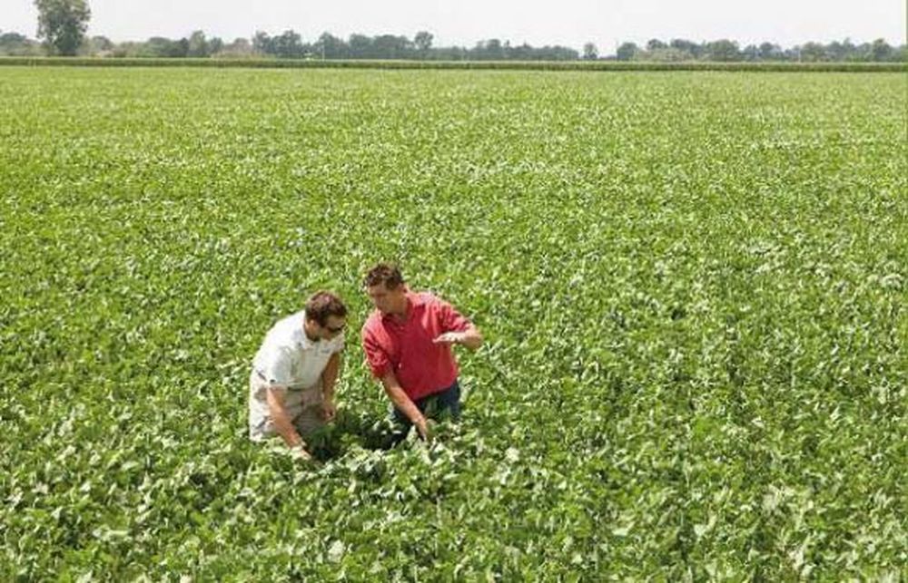 Chemchina comprará Syngenta