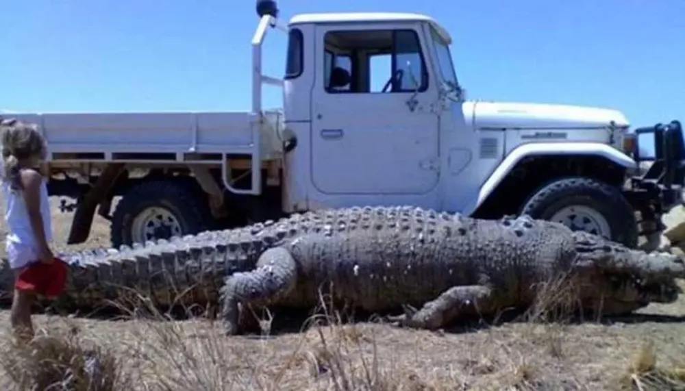 Cocodrilos gigantes amenazan a un pueblo