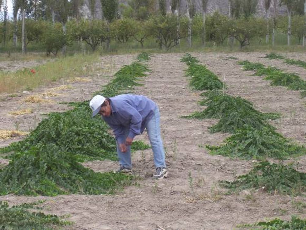 Jáchal hace punta en producción de alcaparra