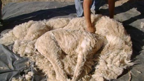 Lana de camélidos expuesta en una muestra de diseño en Londres