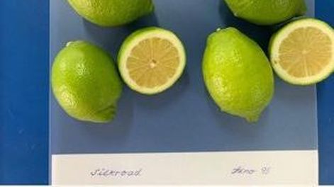 Nueva variedad de limón sin semillas