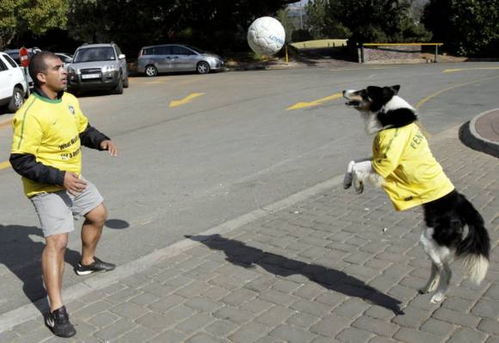 En Brasil, hasta los perros