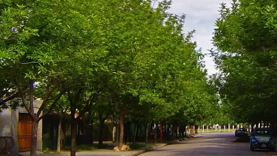Colocarán árboles nuevos en casi cuatro kilómetros de vía pública cerca del centro