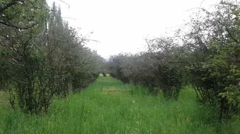 Las heladas se llevaron gran parte del membrillo sanjuanino