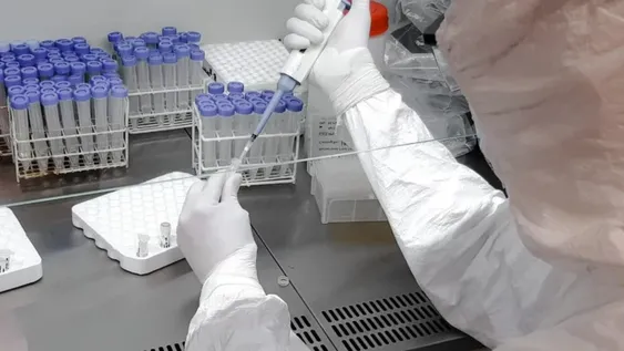 Mutación: hallan un coronavirus 6 veces más peligroso al infectar