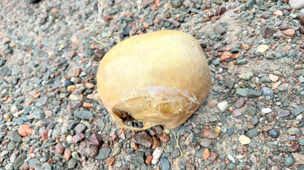 Cr&aacute;neo hallado en Punta Negra.