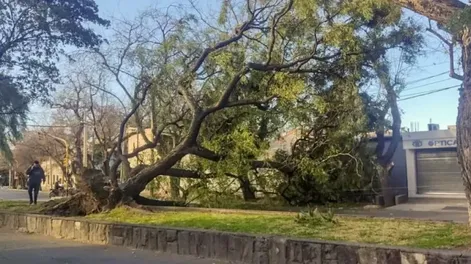 Viento Zonda en Mendoza: 72 focos de incendio y 460 árboles caídos, entre otros daños