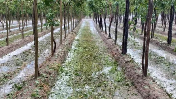 Atípico. La temporada de primavera verano tuvo al menos tres granizadas graves, brotes de enfermedades por la humedad y más viento de lo normal, afectando la producción.