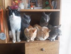 El Hogar de Tránsito Chiquita alberga actualmente a 30 gatos y a 8 perros que fueron abandonados.
