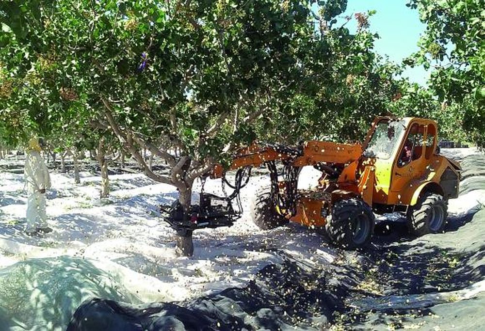 Agregan valor al pistacho de San Juan elaborando aceites