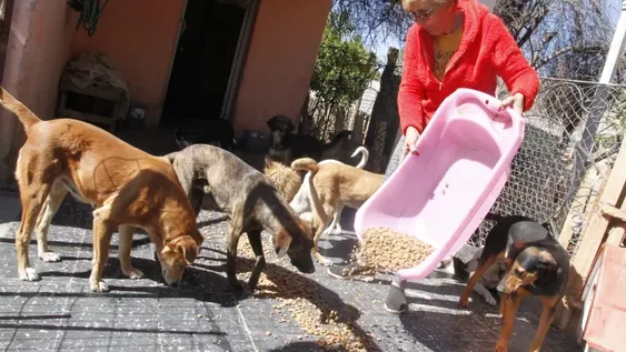 Las protectoras dicen que tras la ley de perros peligrosos hay más abandono