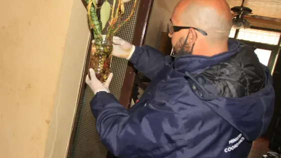 Dengue: alerta porque hay casi la misma cantidad de criaderos adentro como afuera de las casas